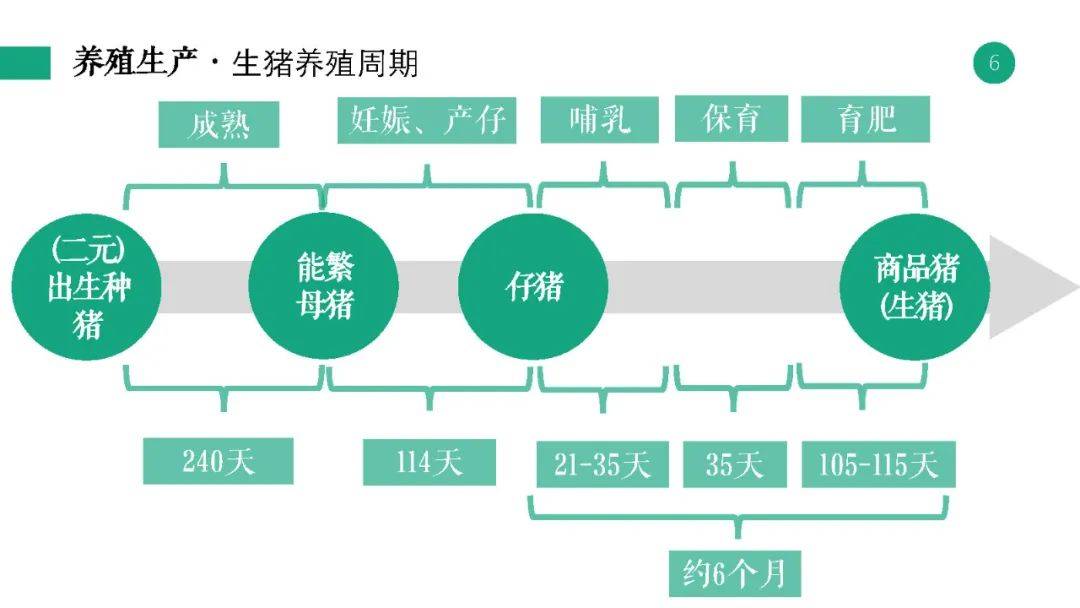 2024管家婆资料正版大全,平衡指导策略_纪念版51.88