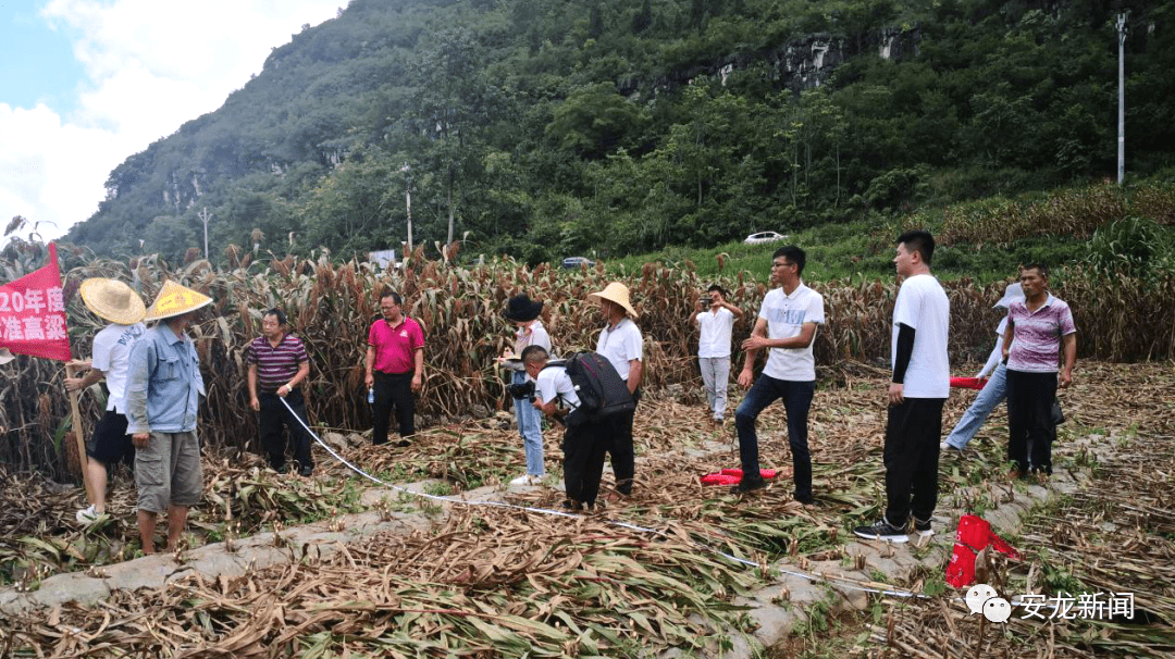 砚山县农业农村局最新项目概览与动态