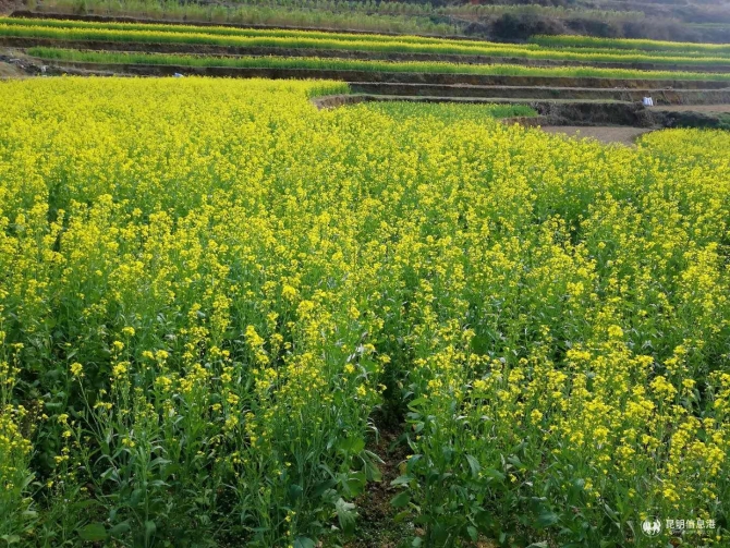 夕阳彝族乡新项目启动，乡村振兴新篇章开启