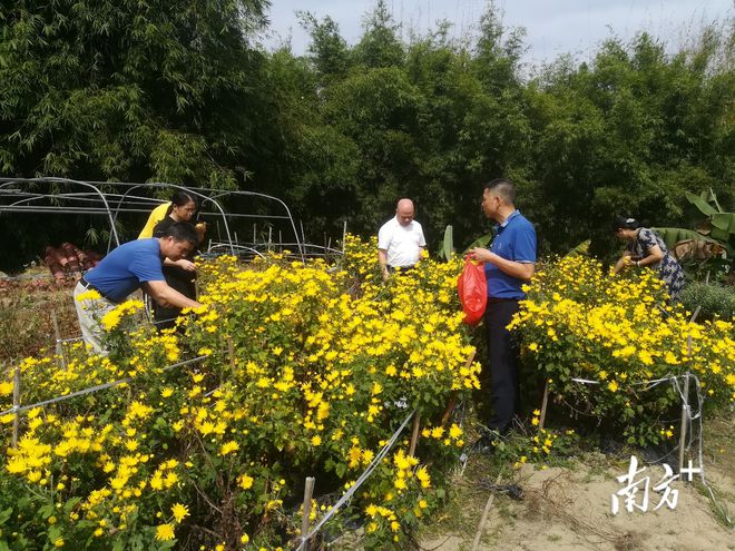 菊花村委会乡村振兴与社区发展新篇章揭晓最新新闻