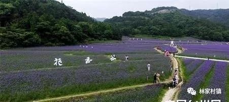 诸市乡最新项目，乡村振兴新动力澎湃来袭