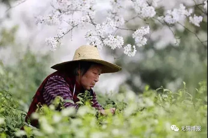 无锡市茶叶研究所最新招聘资讯概览