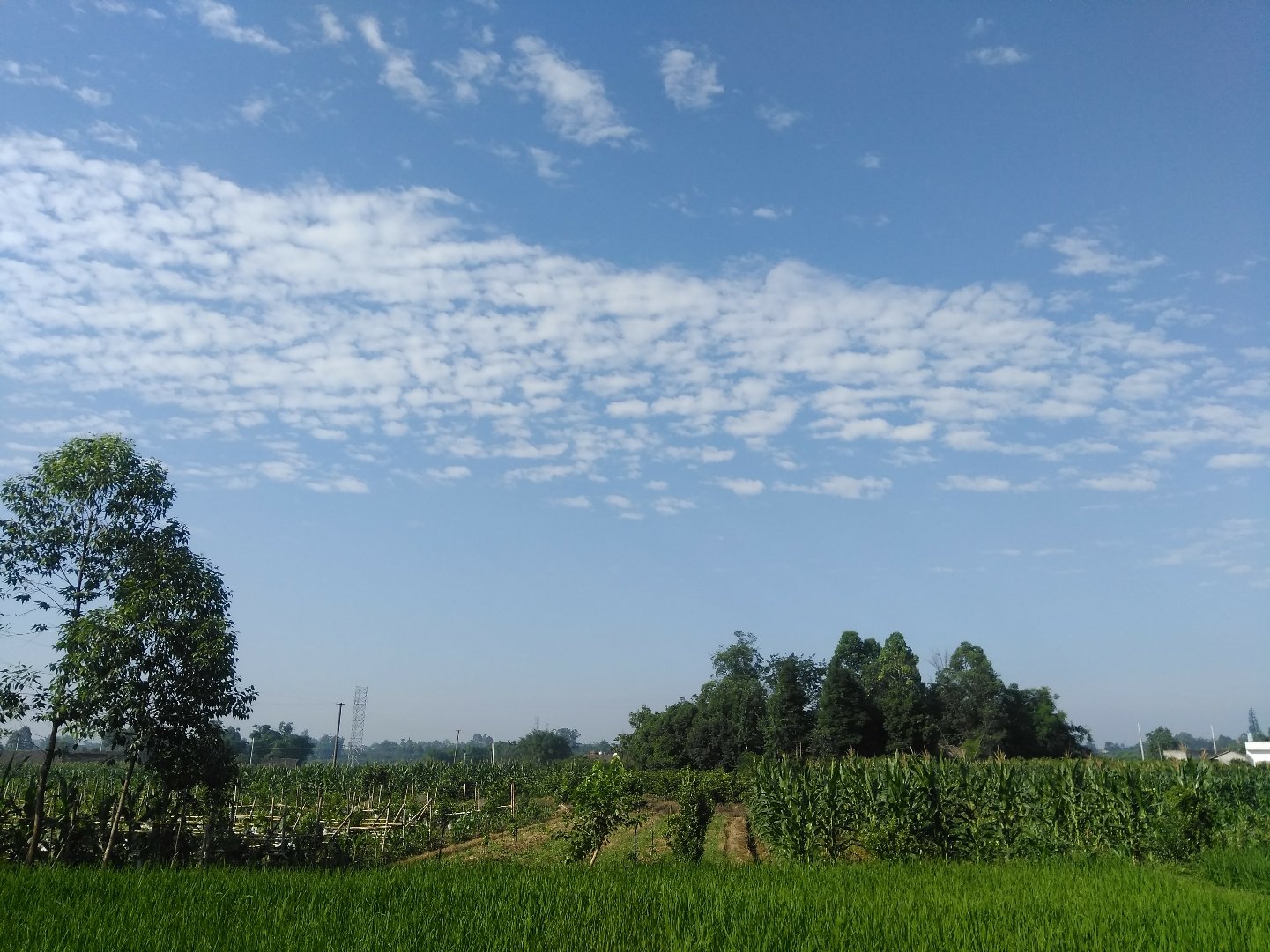 长胜镇天气预报更新通知