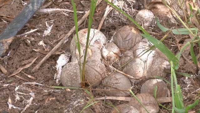 千弓村新领导引领村庄开启繁荣新篇章