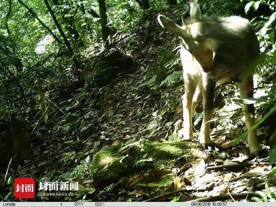 绵竹市住房和城乡建设局最新项目概览与动态